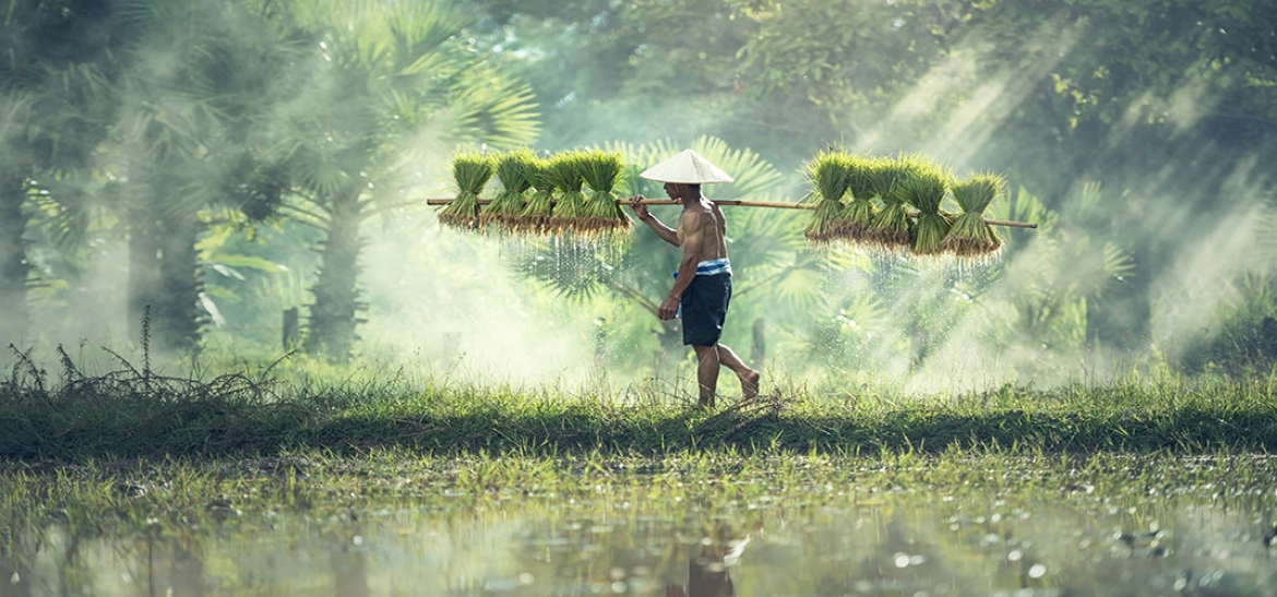 Rice Farming, Cambodia