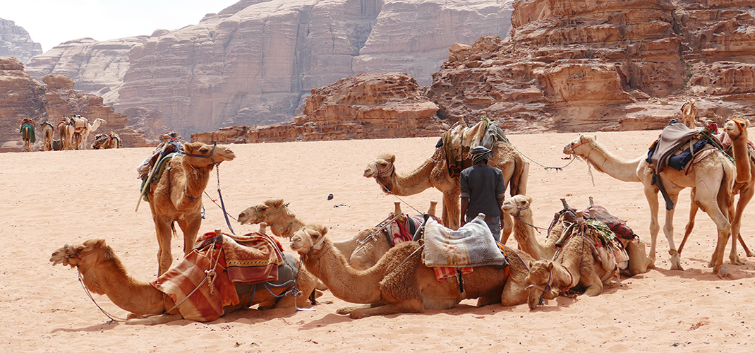 Desert Camels, Wadi Rum, Jordan