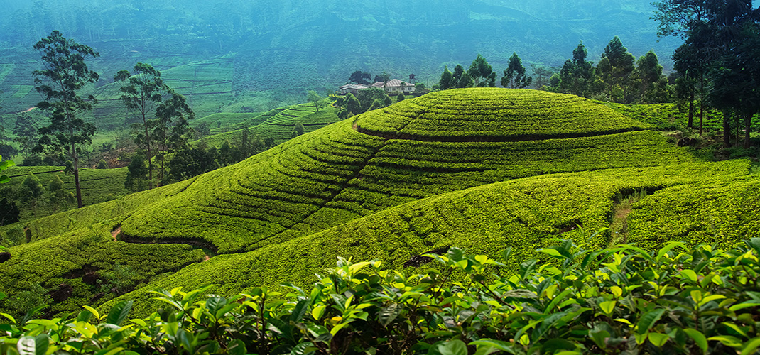 Tea Plantation, Nuwara Eliya, Sri Lanka