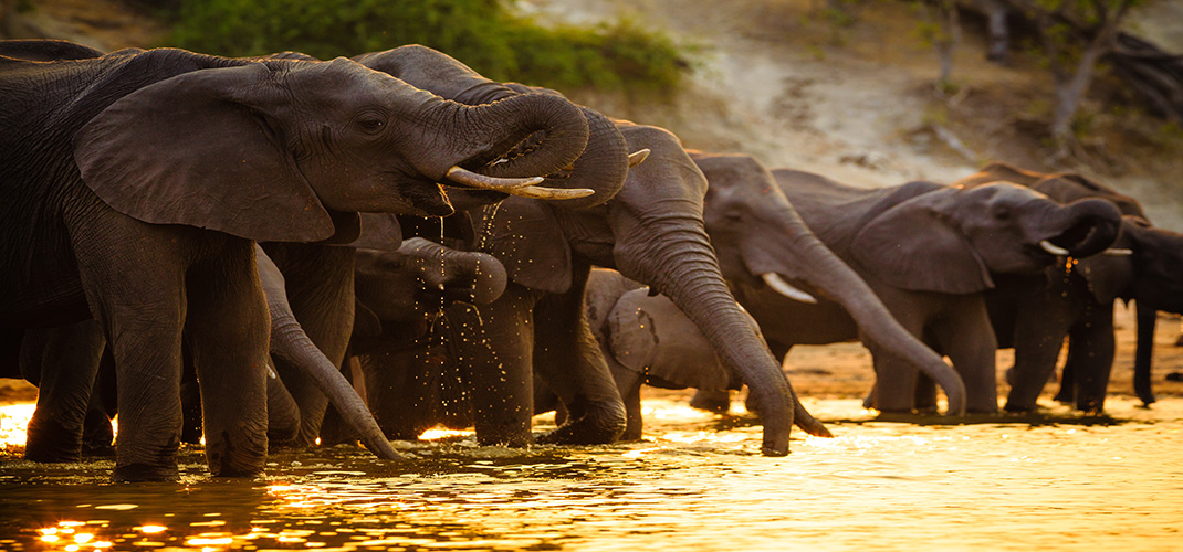 Elephants, Chobe, Botswana