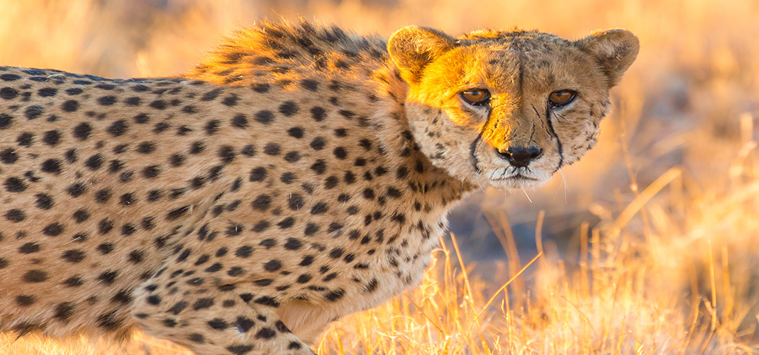 Cheetah, Etosha National Park, Namibia