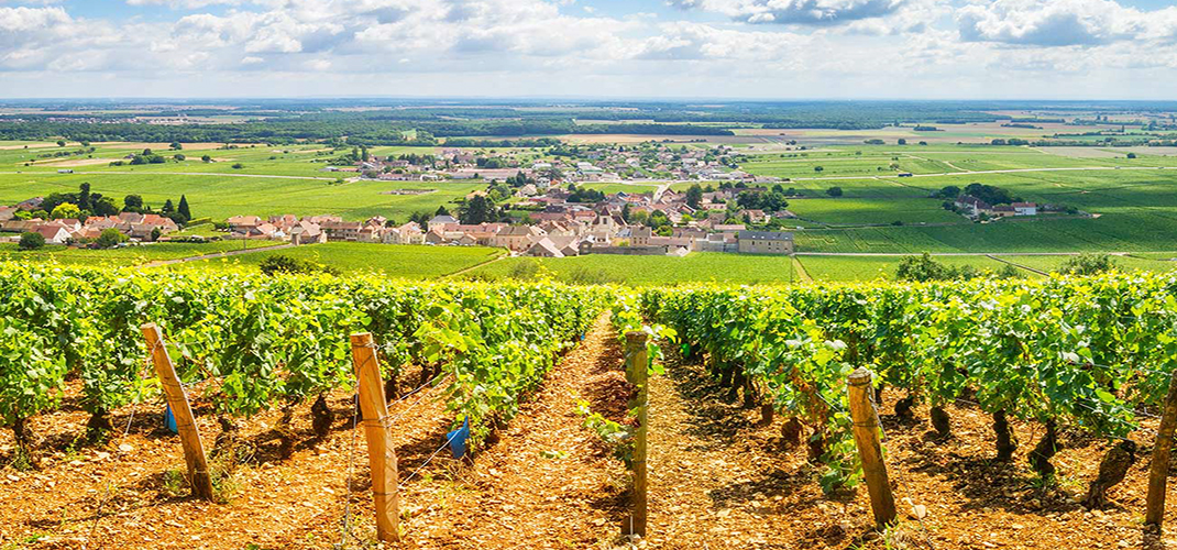 Vineyards of Bourgogne, Burgundy, France