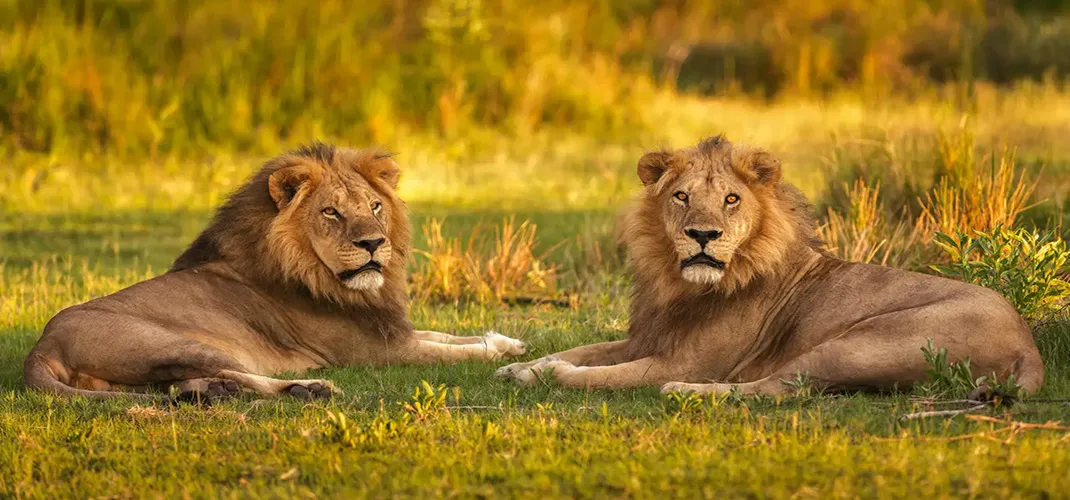 Golden Hour Lions, Moremi Game Reserve, Botswana