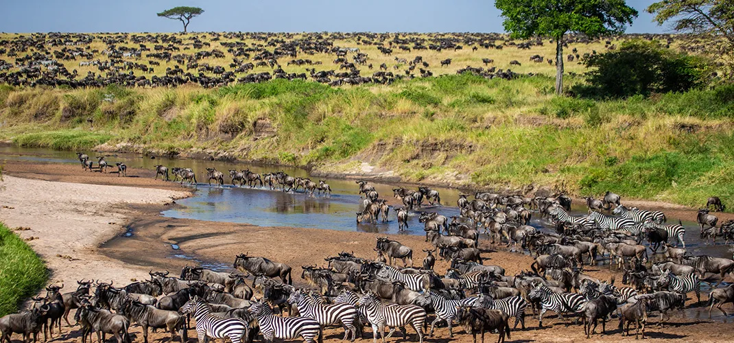 Big Herd of Wildebeest in the Savannah, Maasai Mara National Park, Kenya Maasai Mara National Park, Kenya